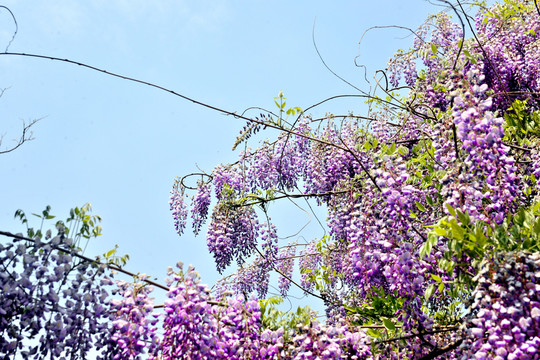紫藤花