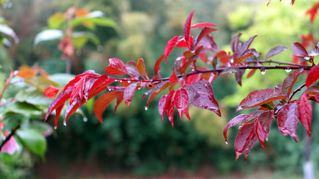 紅葉