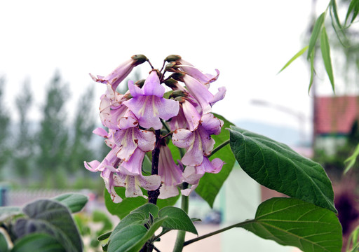 梧桐花