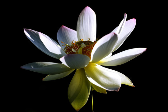 荷花