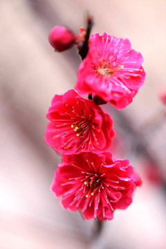 梅花