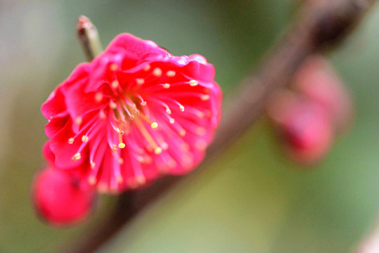 梅花