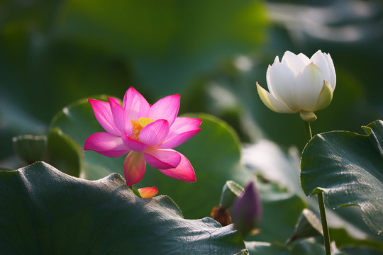 高清荷花