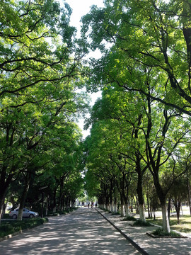 林蔭道