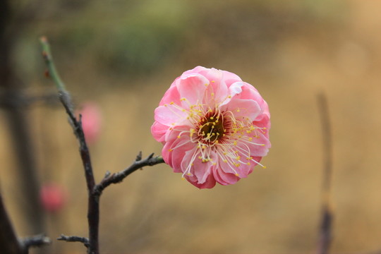 紅梅