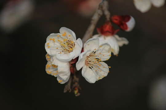 花俏枝頭