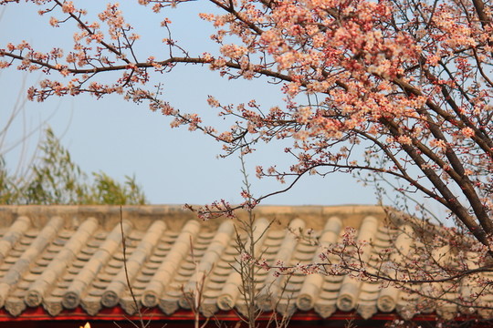 櫻花