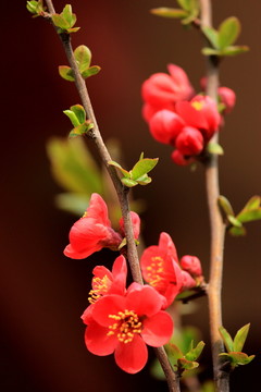 海棠花