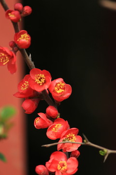 海棠花