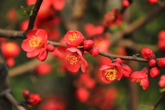 海棠花