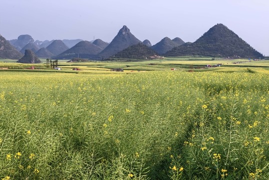 羅平金雞油菜花