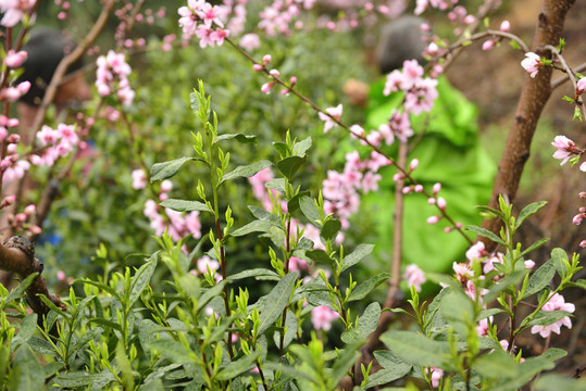 生態(tài)茶園