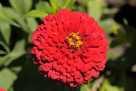 紅花