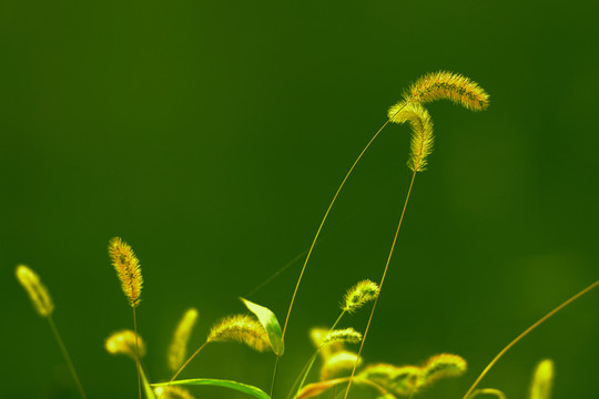 清新的小草