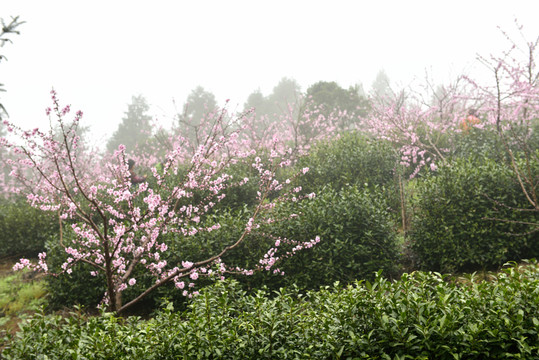 生態(tài)茶園 茶園 采茶
