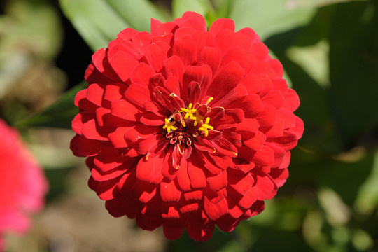 紅花