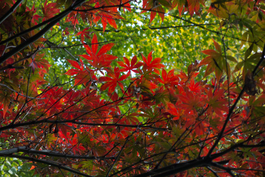 紅葉