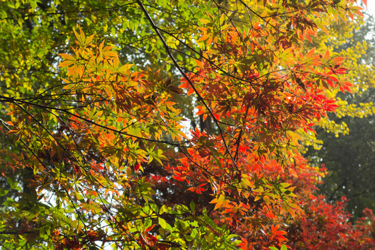 紅葉