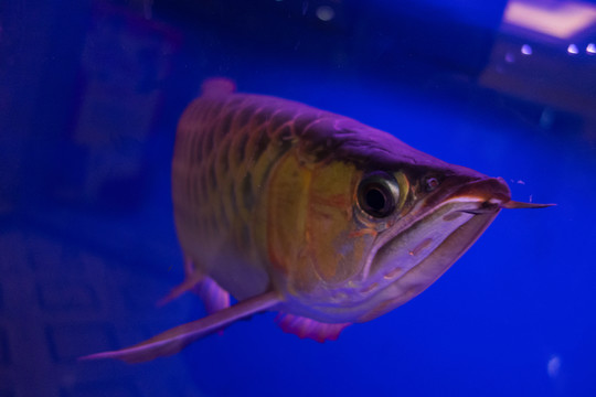 兇猛的魚