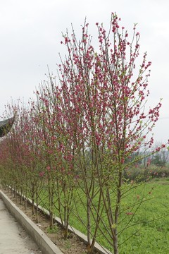桃花