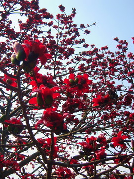 木棉花開紅勝火