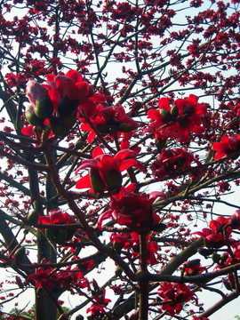 木棉花開紅勝火