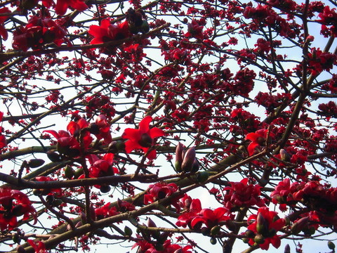 木棉花開紅勝火