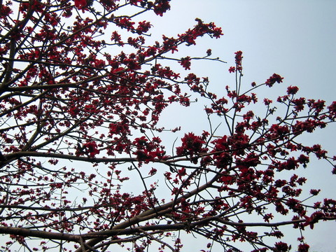 紅棉贊