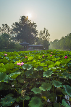 清華大學(xué) 近春園 荷塘月色