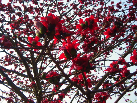 木棉花開紅勝火