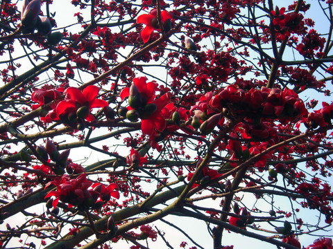 木棉花開紅勝火