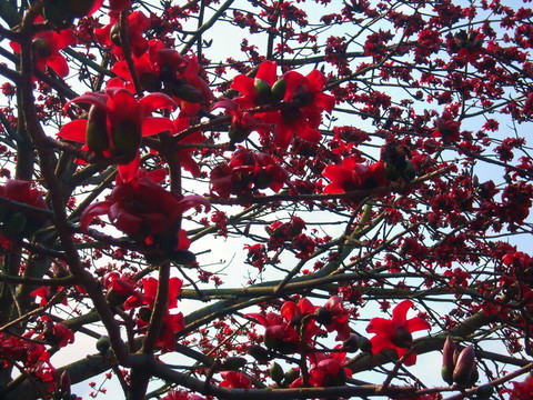 木棉花開紅勝火