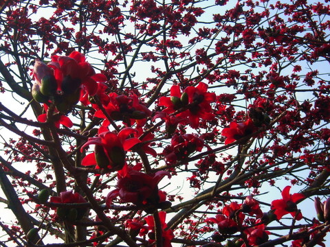 木棉花開紅勝火
