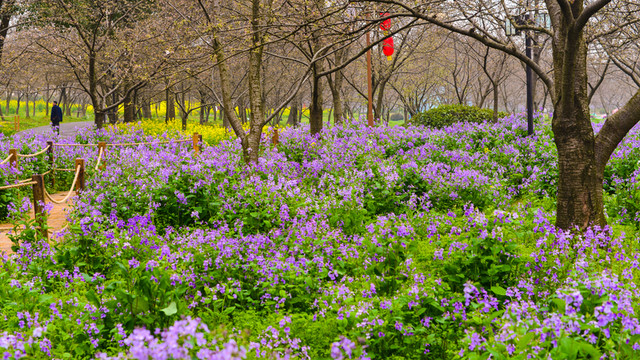 櫻花園