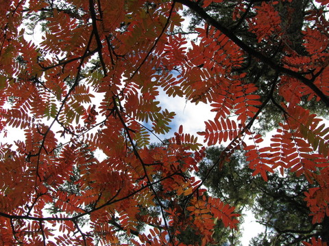 紅葉