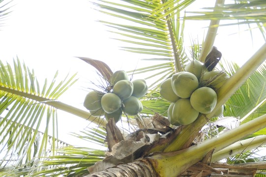 椰子樹圖片