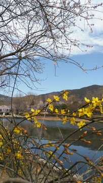 迎春花開(kāi)
