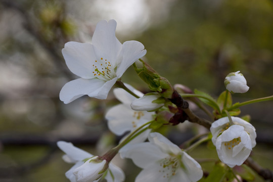 小白花