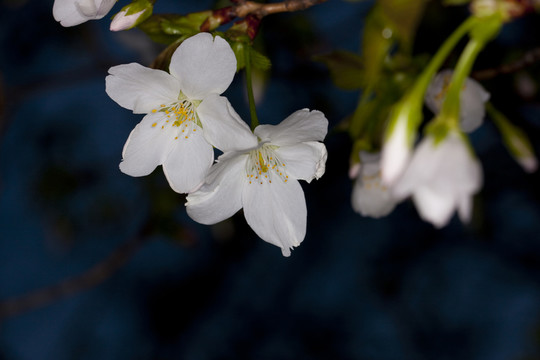 小白花