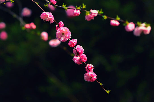 紅梅花