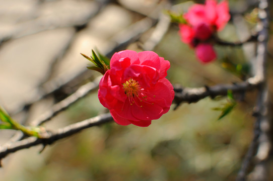 桃花特寫