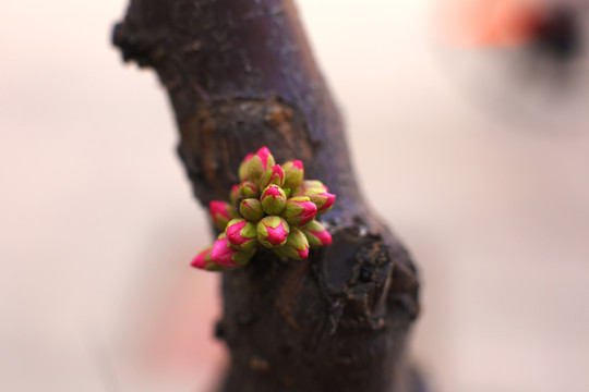 一簇花蕾