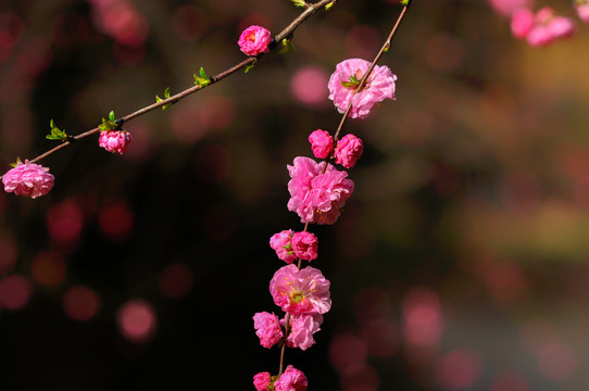 紅梅花開
