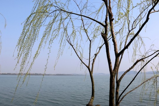 磨山風景