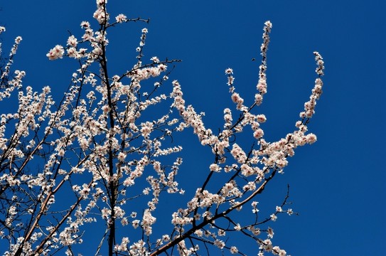 櫻花