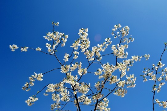 櫻花