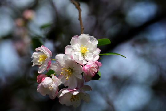 海棠花 西府海棠花