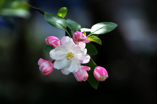 海棠花 西府海棠花