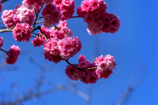櫻花