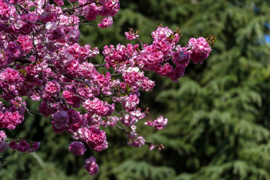 櫻花